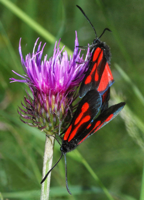 Zygaena da conf.